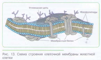 СТРОЕНИЕ КЛЕТКИ